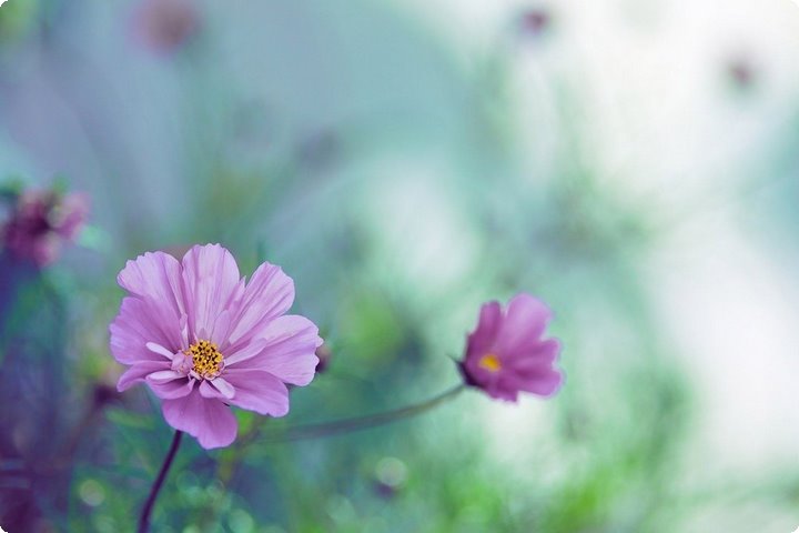 芮源淀粉肠是成品还是加工的,芮源淀粉肠是成品还是加工